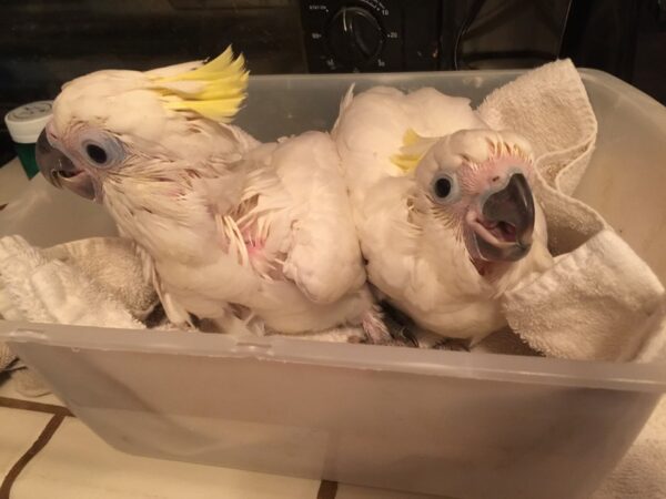 Baby Sulphur Crested Cockatoo