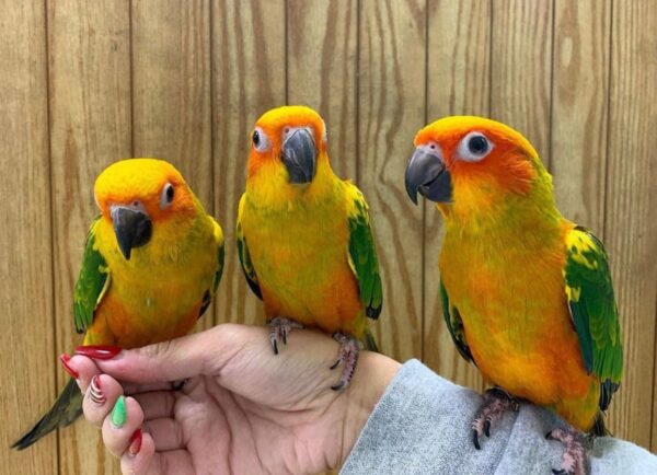 Baby Sun Conures - Image 6