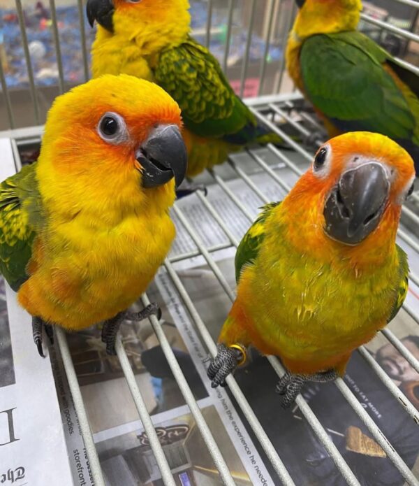 Baby Sun Conures - Image 4
