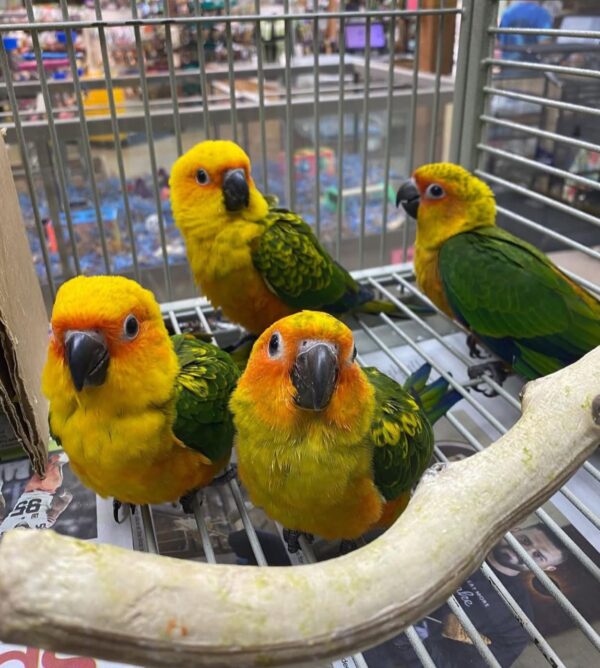 Baby Sun Conures