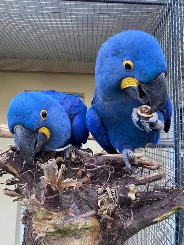 Baby Hyacinth Macaw