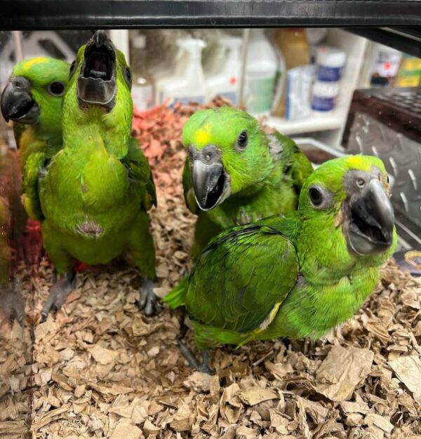 Amazon Babies - Image 2