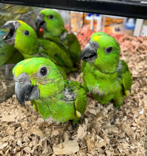 Amazon Babies