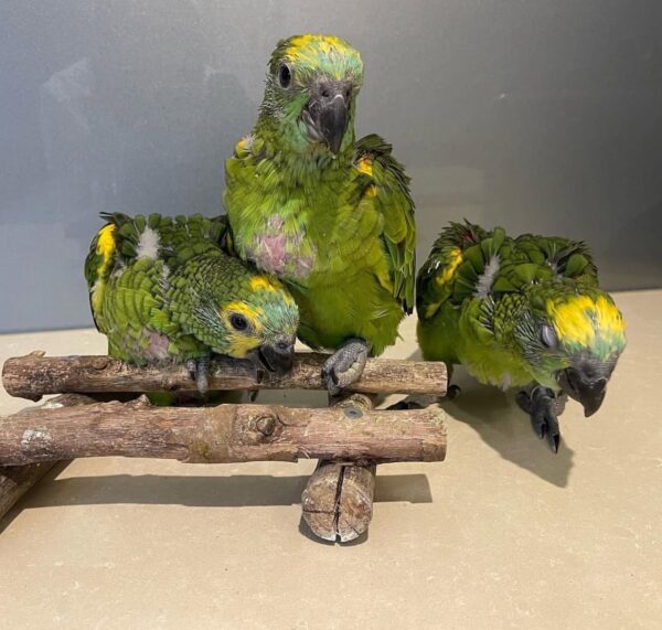 Blue Fronted Amazon Baby