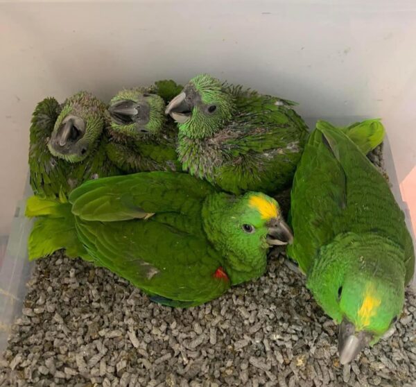 Amazon Babies - Image 3