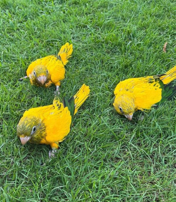 Golden Conures - Image 2