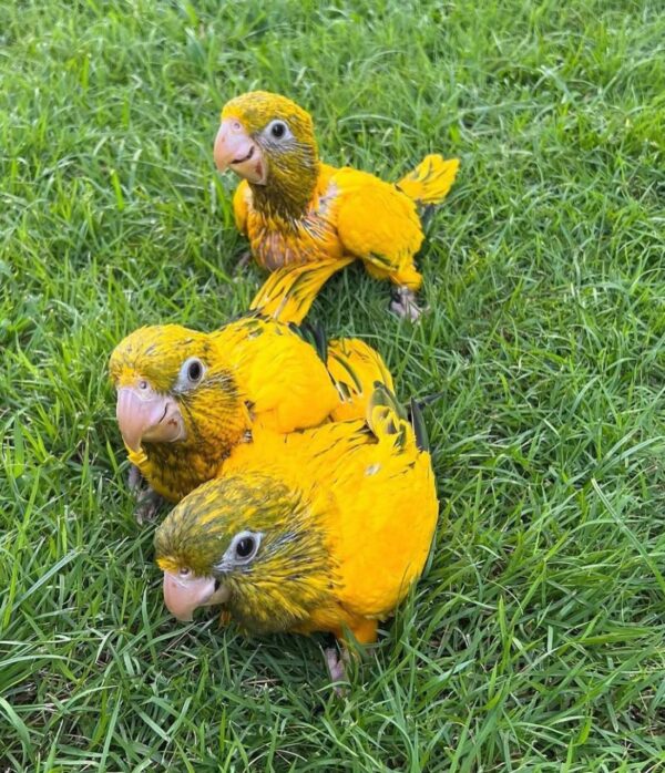 Golden Conures - Image 3