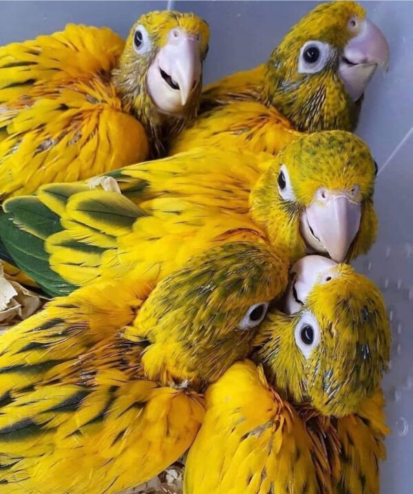 Golden Conures