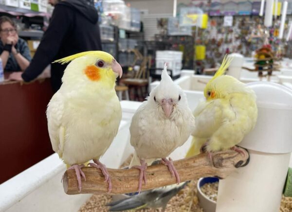 Baby Cockatiel