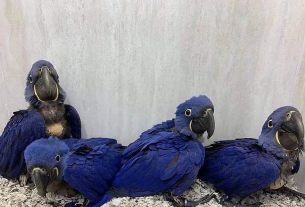 Adult Hyacinth Macaw