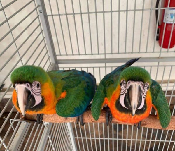 Baby-Catalina Macaw