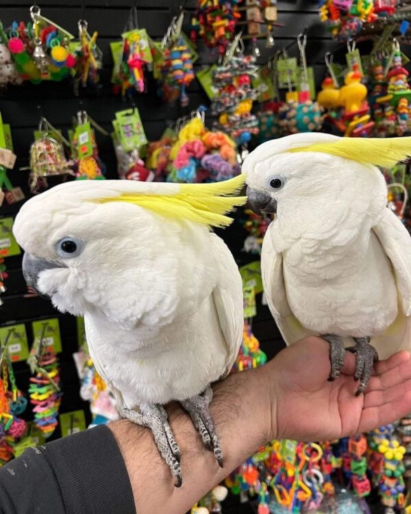 Adult Sulphur Crested Cockatoo