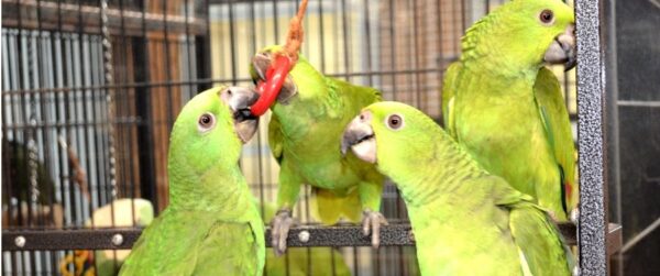 Adult Green cheeked Amazons