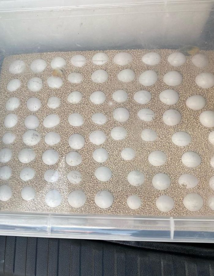Mutation Macaw Parrot Eggs