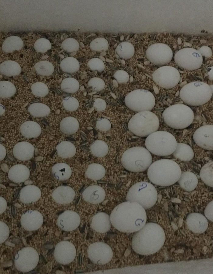 Toucan Fertile Eggs For-Sale