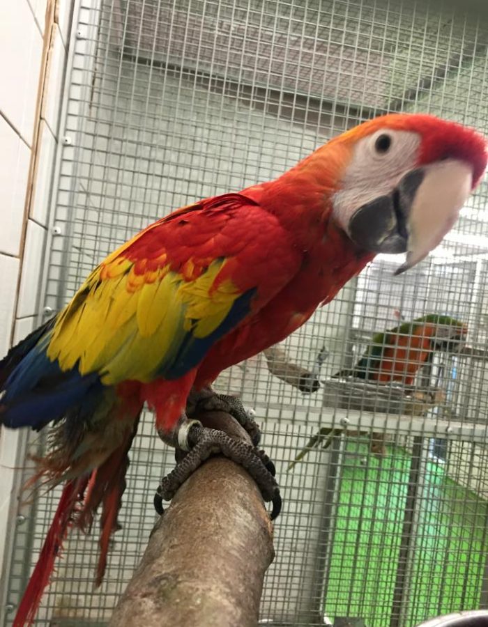 Adult Scarlet Macaw For Sale
