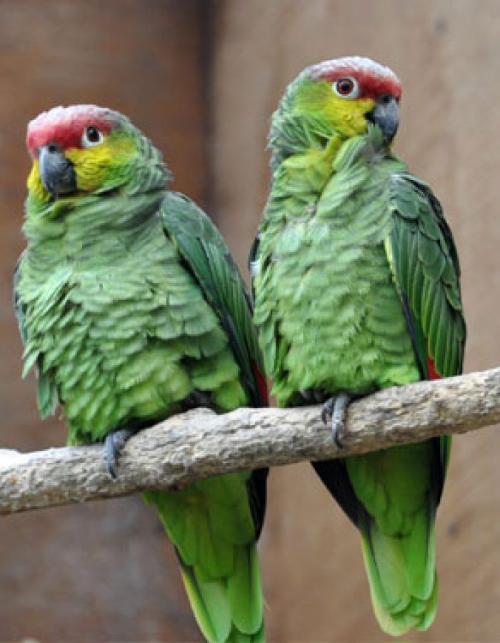 Red Lored Amazon