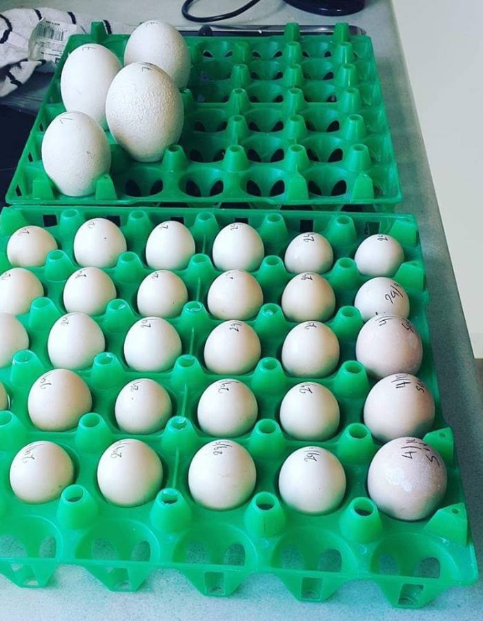 Conure Eggs For Sale