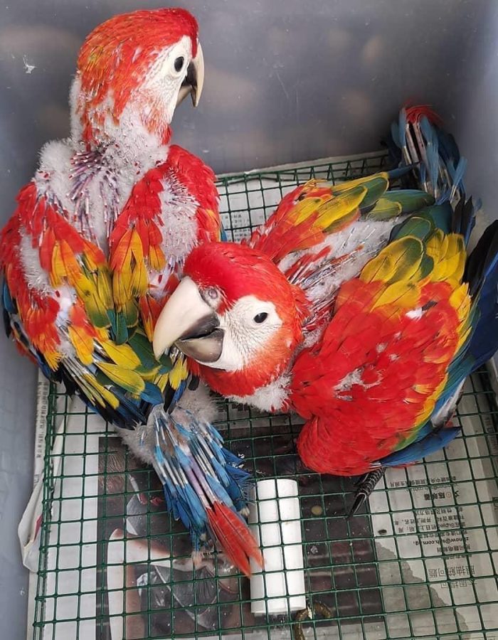 Baby Scarlet Macaw