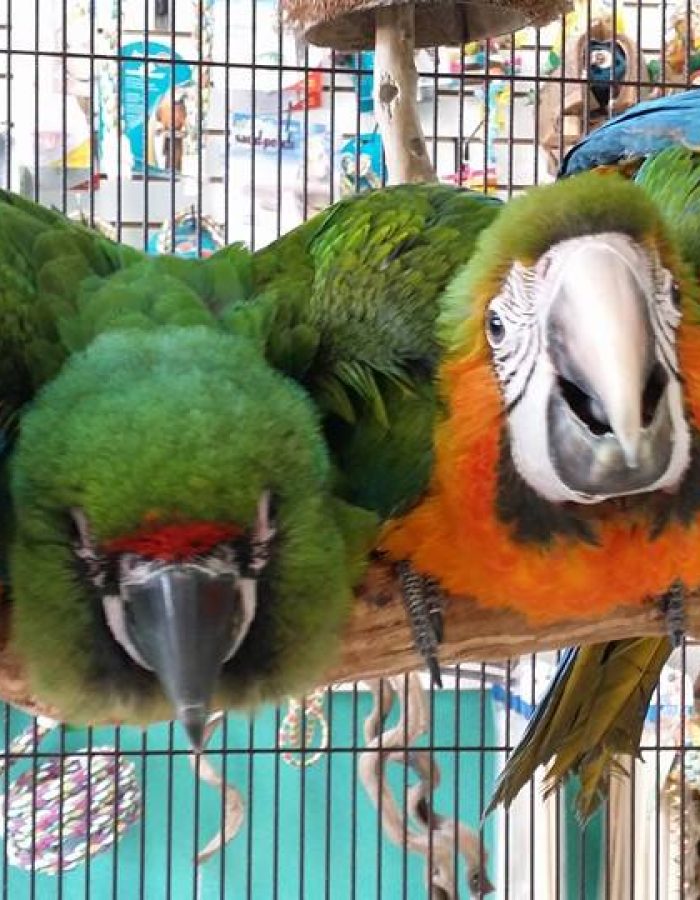 Adult-Catalina Macaw