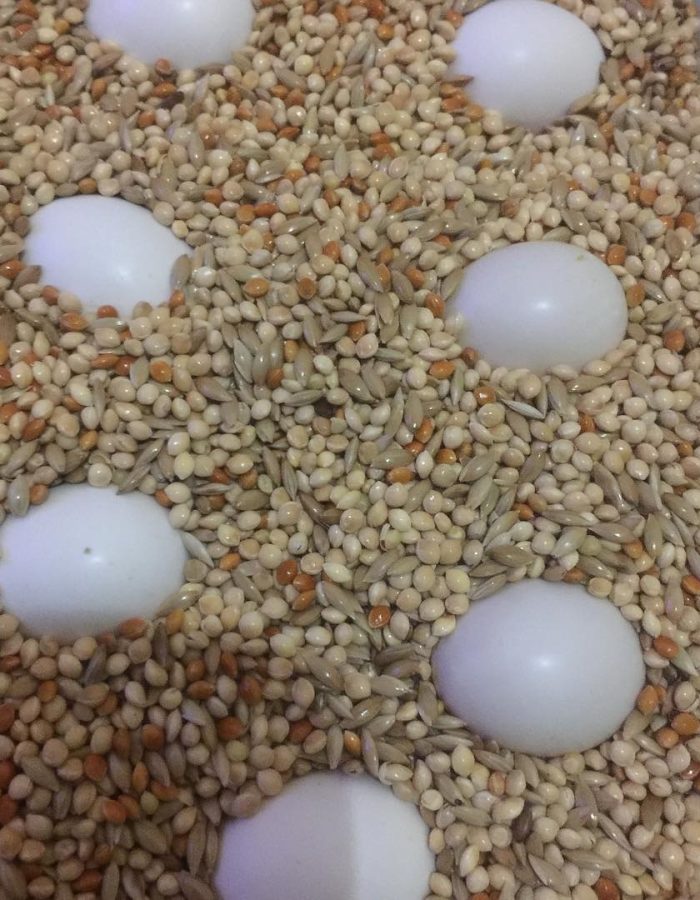 Macaw Fertile Eggs For-Sale