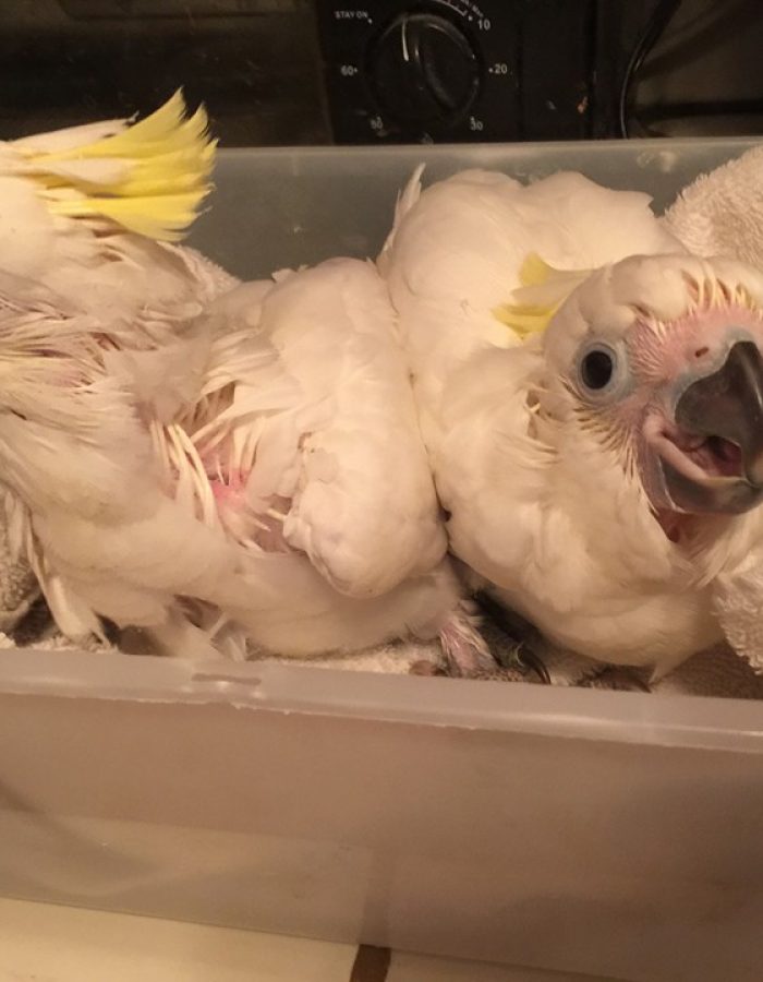 Baby Sulphur Crested Cockatoo