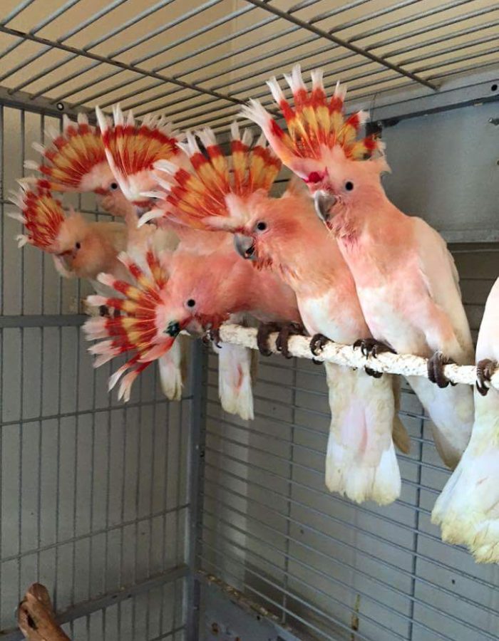 Adult Major Mitchell’s cockatoo