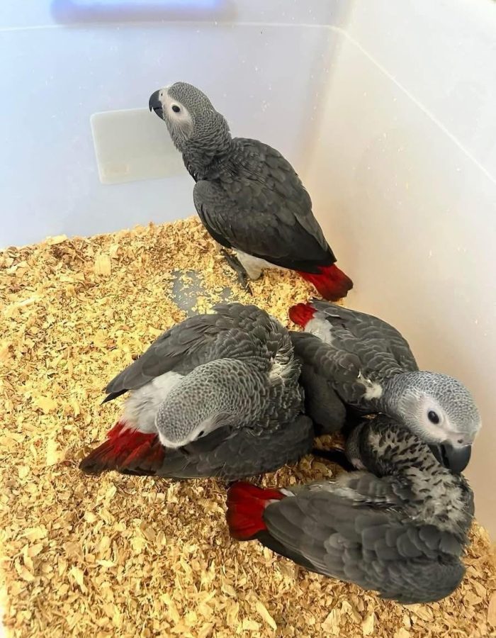 Male and Female Babies (Congo African Grey Parrots)