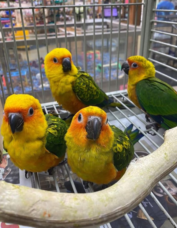 Baby Sun Conures