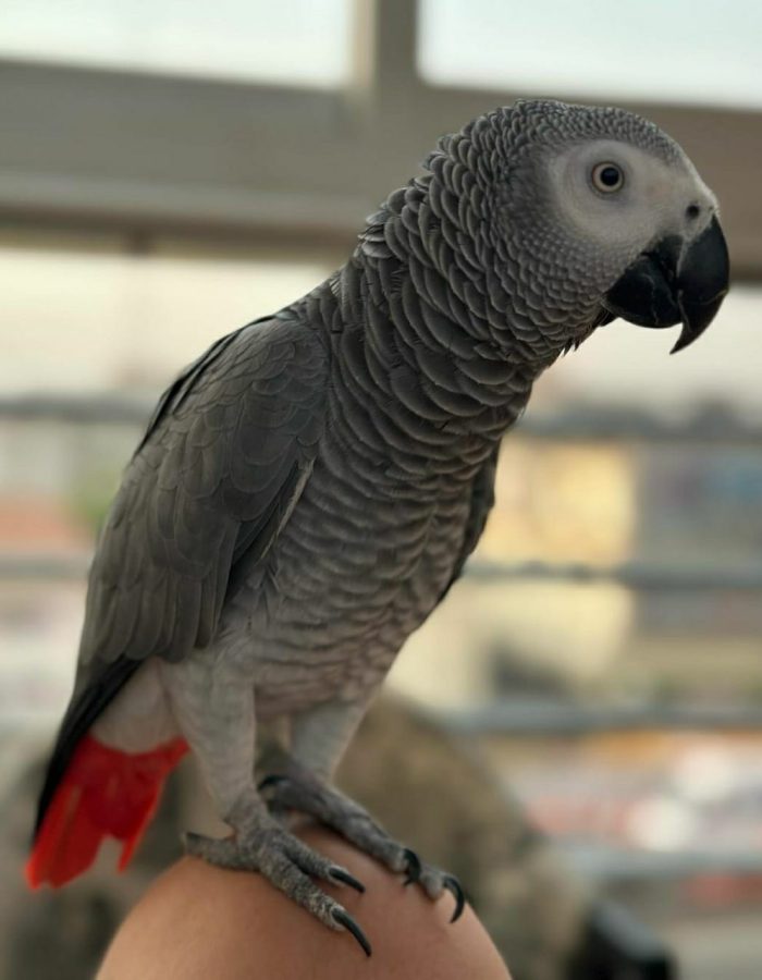 Kels-Congo African Grey Parrots