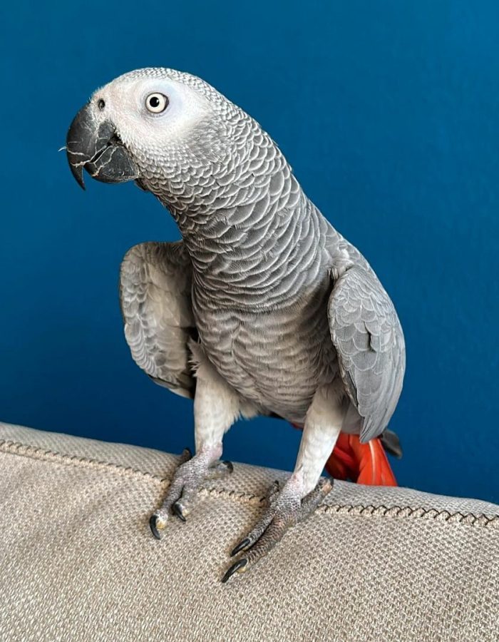 Ava-Timneh African Grey Parrots(Female)
