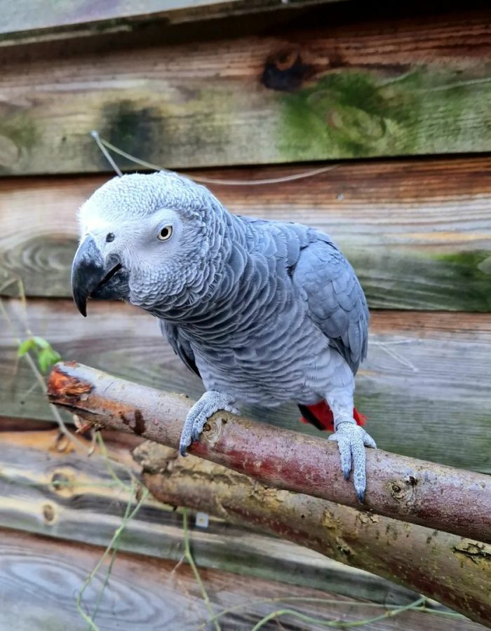 Oliver-Timneh African Grey Parrots(Male)
