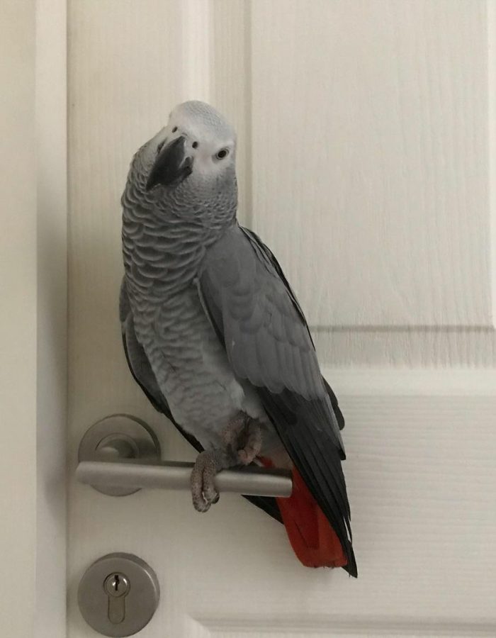 Harry-Timneh African Grey Parrots(Male)