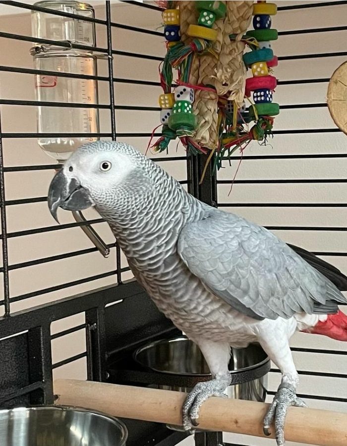Jenny-Congo African Grey Parrots(Female)