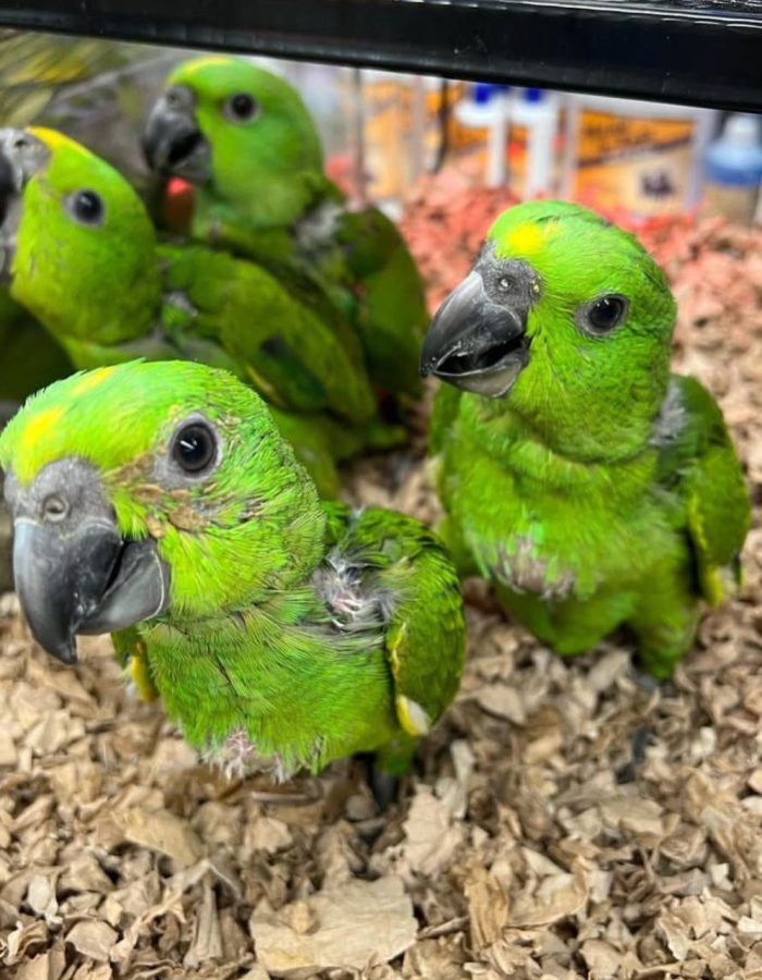 Amazon Babies