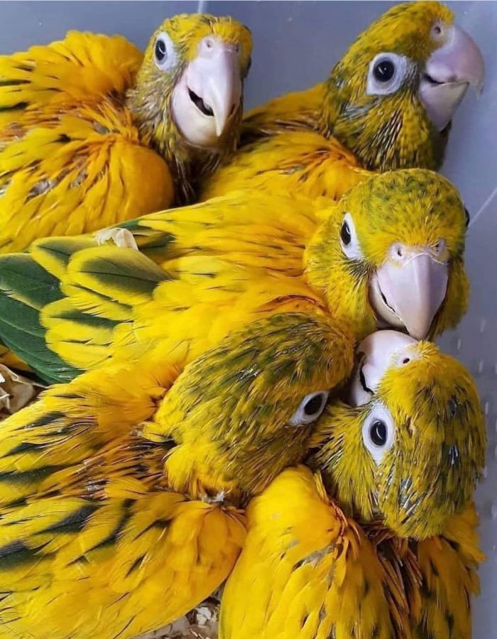 Golden Conures