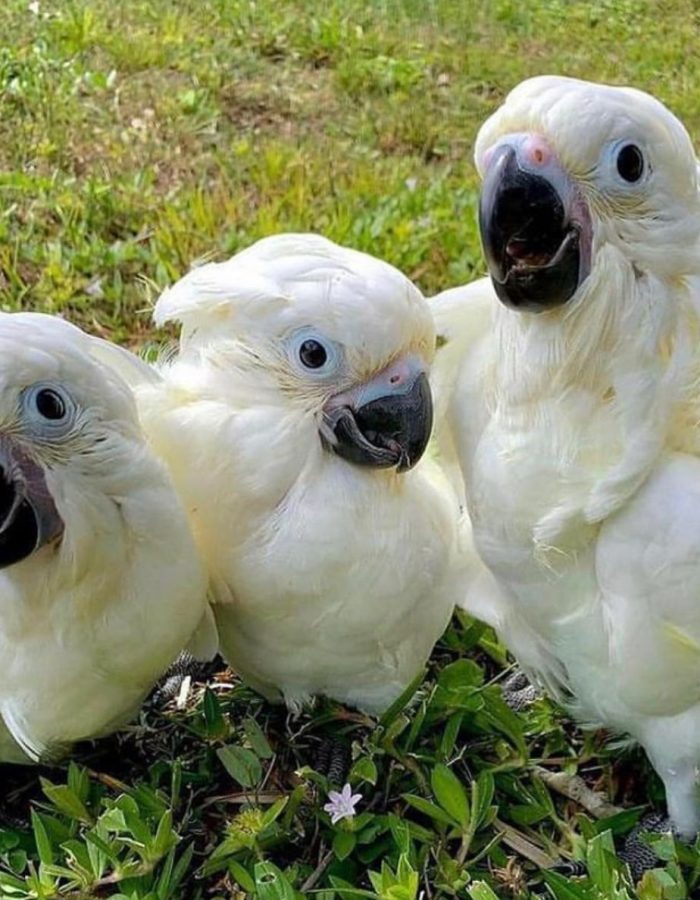 Baby Umbrella Cockatoo