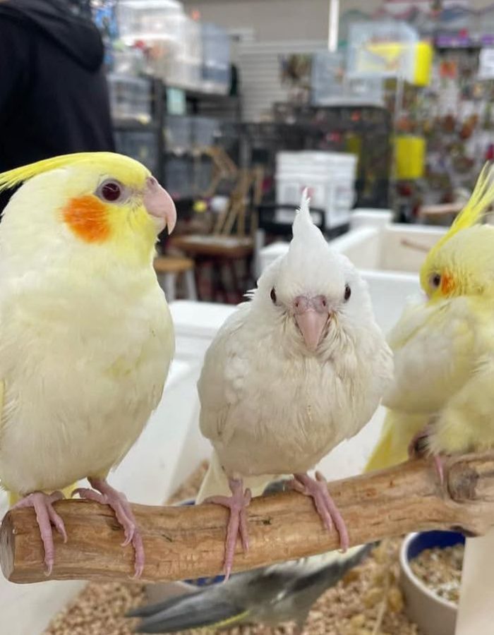 Baby Cockatiel