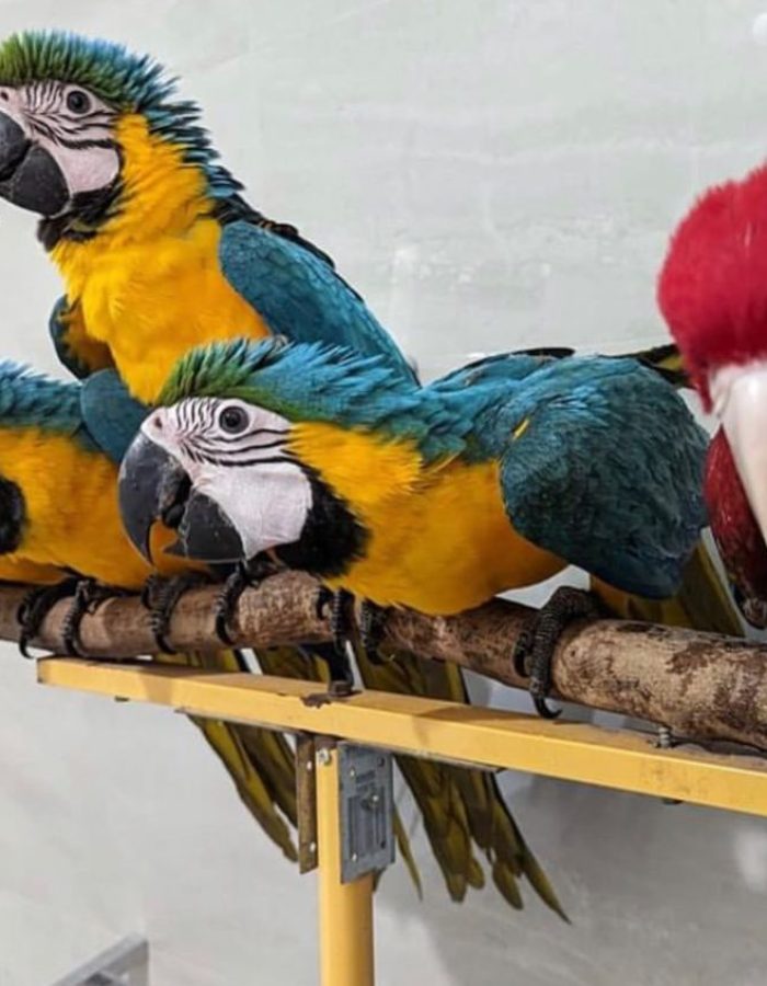 Adult Blue and Gold Macaw Parrots