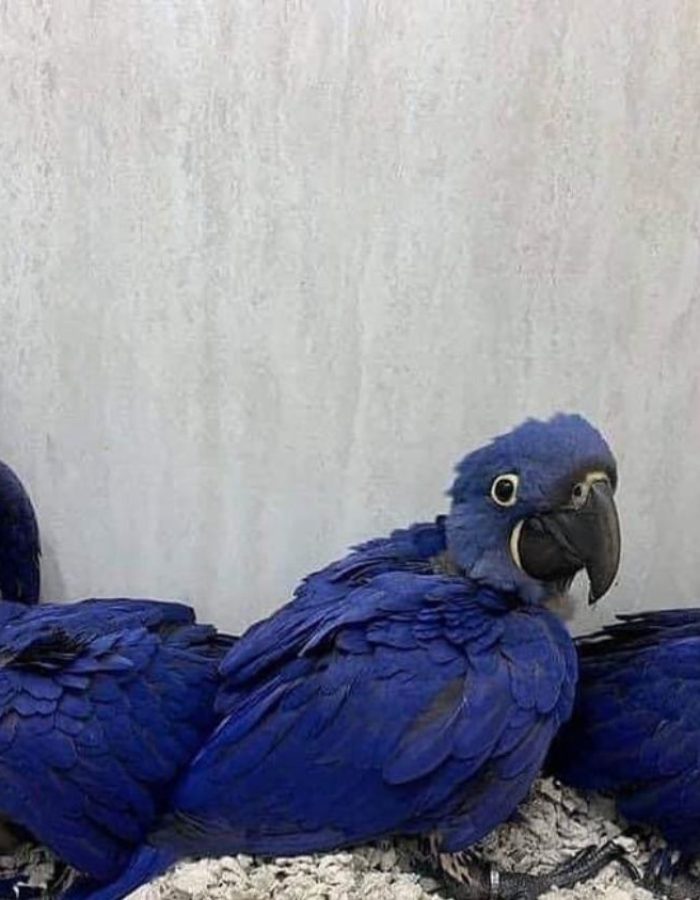 Adult Hyacinth Macaw