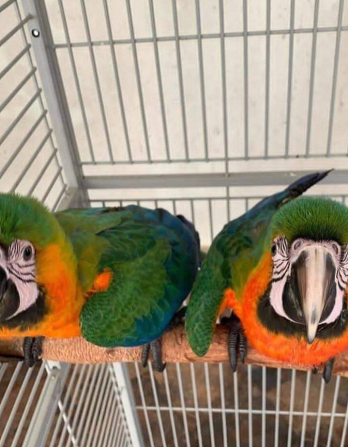 Baby-Catalina Macaw