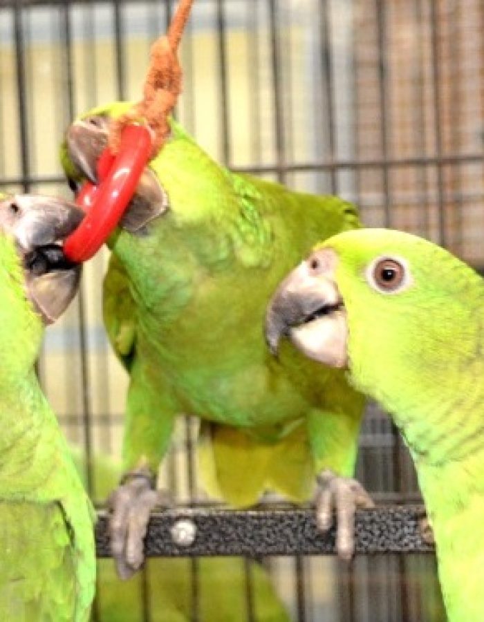 Adult Green cheeked Amazons